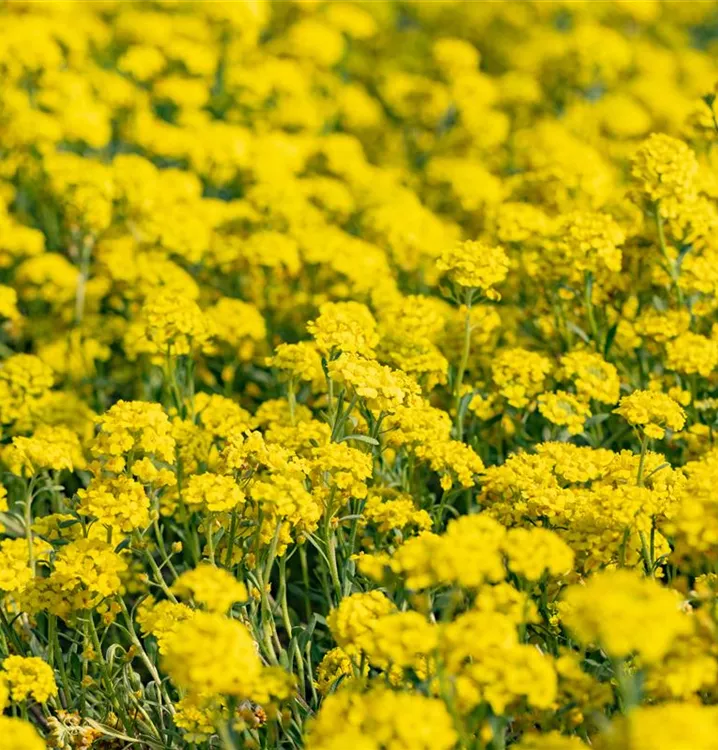 Bergsteinkraut - Alyssum montanum