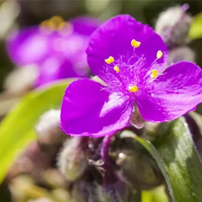 Topfgrösse 1 Liter - Dreimasterblume - Tradescantia (Andersoniana-Gruppe) 'Karminglut'