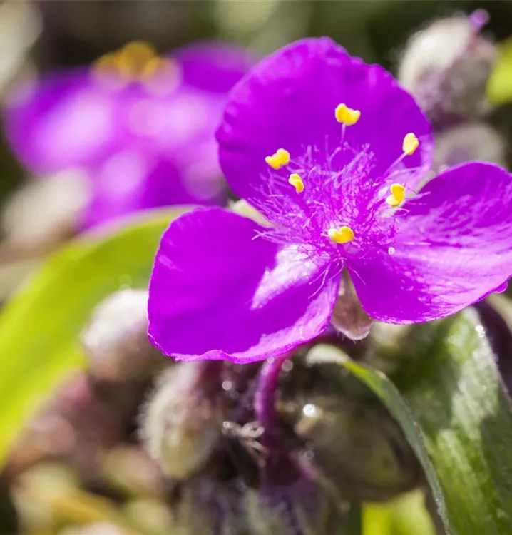 Dreimasterblume - Tradescantia (Andersoniana-Gruppe) 'Karminglut'