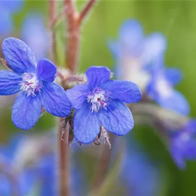 Topfgrösse 1 Liter - Ochsenzunge - Anchusa azurea 'Loddon Royalist'