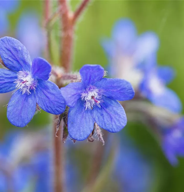 Ochsenzunge - Anchusa azurea 'Loddon Royalist'