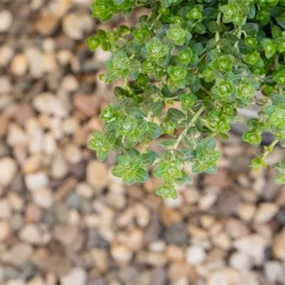 Topfgrösse 0.5 Liter - Arznei-Thymian - Thymus pulegioides