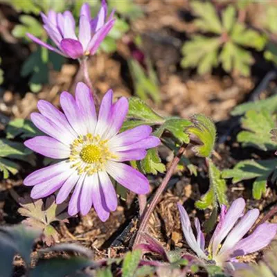 Topfgröße 0,5 Liter - Garten-Strahlen-Windröschen 'Pink Star' - Anemone blanda 'Pink Star'