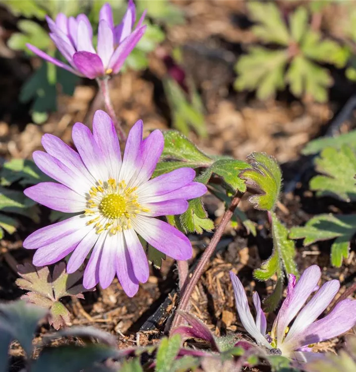 Garten-Strahlen-Windröschen 'Pink Star' - Anemone blanda 'Pink Star'