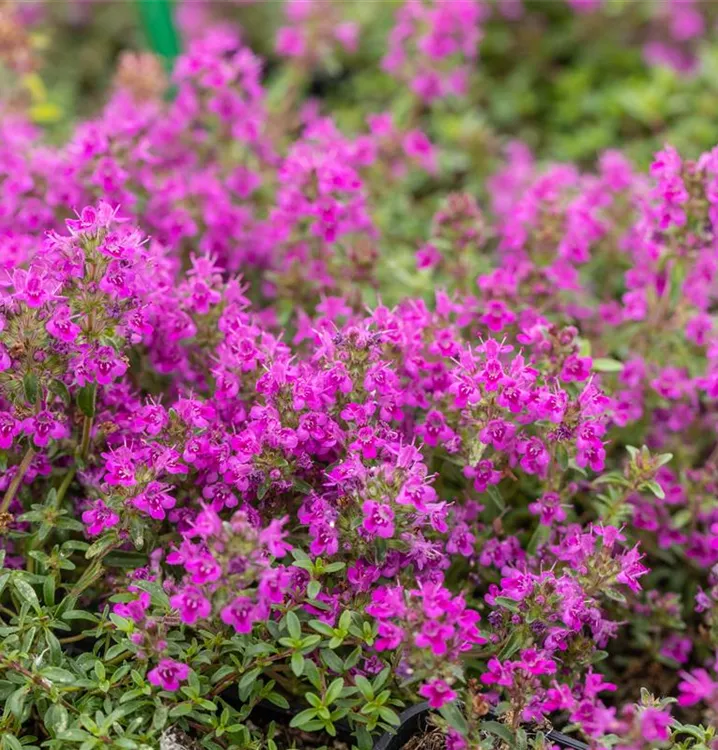 Thymian - Thymus praecox 'Purple Beauty'