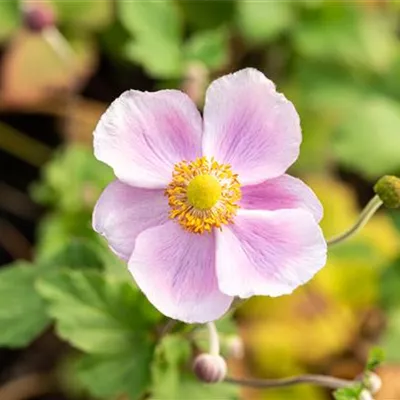 Topfgrösse 1 Liter - Herbstanemone - Anemone hupehensis 'Little Princess'