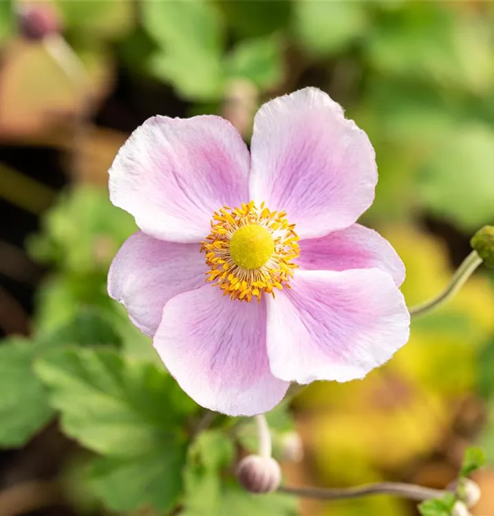 Herbstanemone - Anemone hupehensis 'Little Princess'