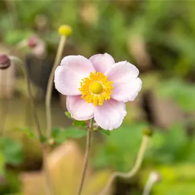 Topfgrösse 1 Liter - Herbstanemone - Anemone hupehensis 'Septembercharme'