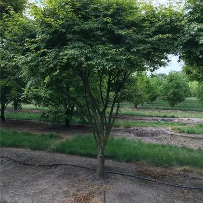 im Container 175 - 200 - Japan. Ahorn - Acer palmatum Schirmform