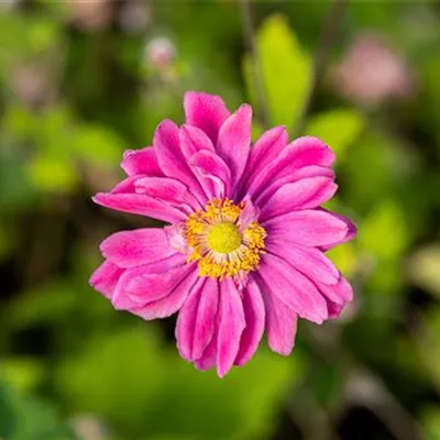 Topfgröße 1 Liter - Garten-Herbst-Anemone 'Pamina' - Anemone hybrida (x) 'Pamina'