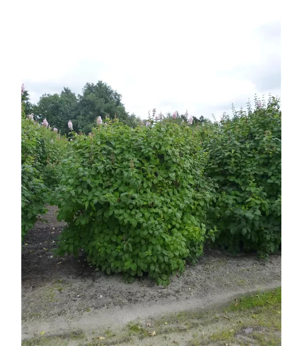 Syringa komarowii ssp. reflexa