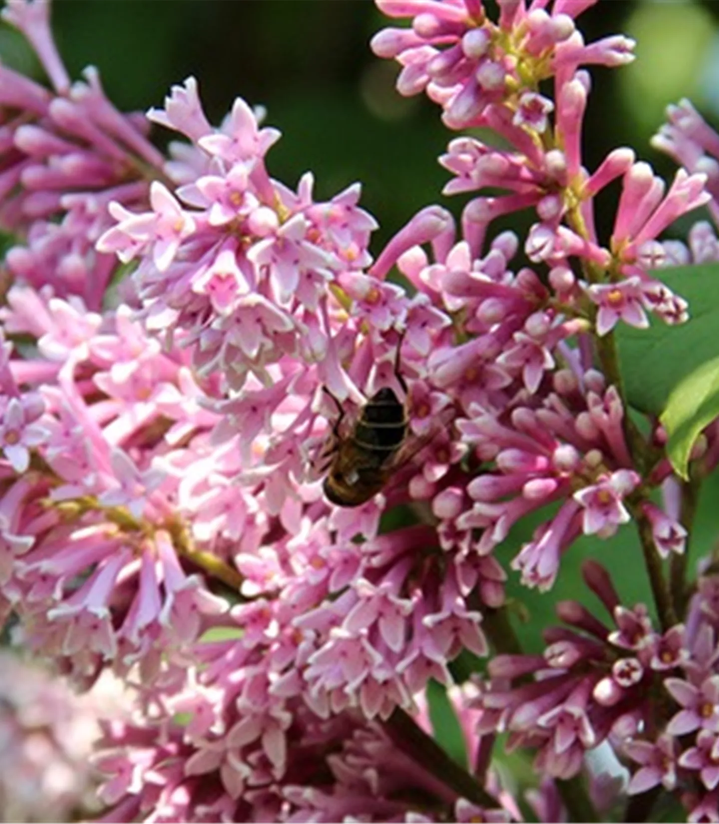 Syringa josikaea