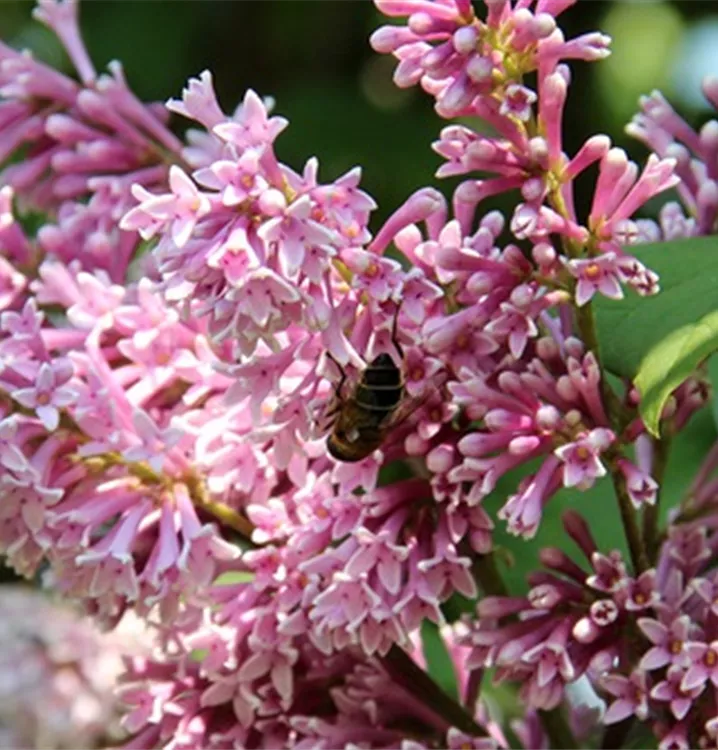 Ungarischer Flieder - Syringa josikaea