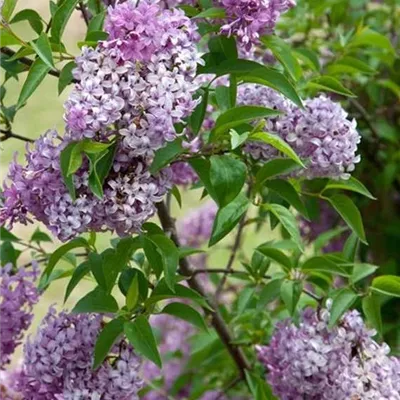 Container 70 - 80 - Chinesischer Flieder - Syringa chinensis (x) 'Saugeana'