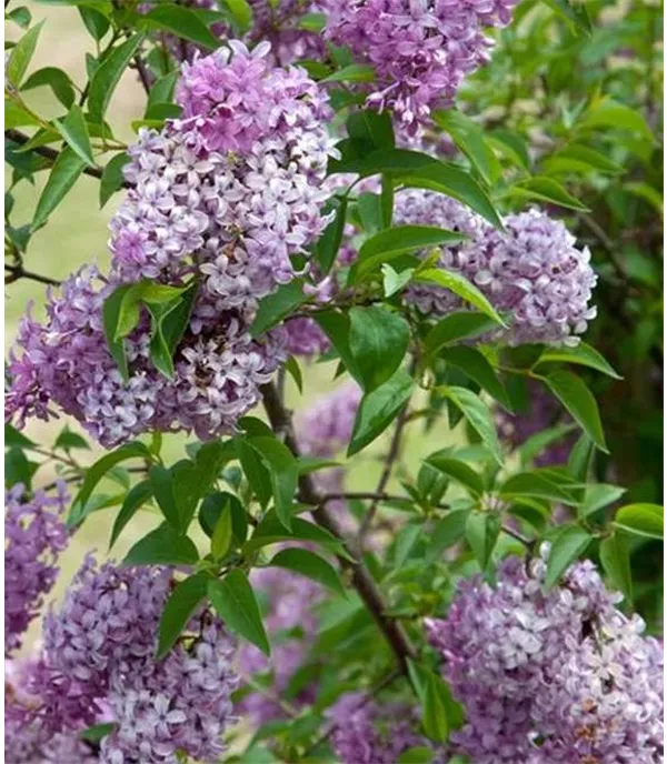 Syringa chinensis (x) 'Saugeana'