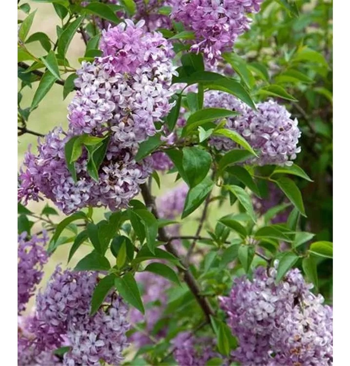 Chinesischer Flieder - Syringa chinensis (x) 'Saugeana'