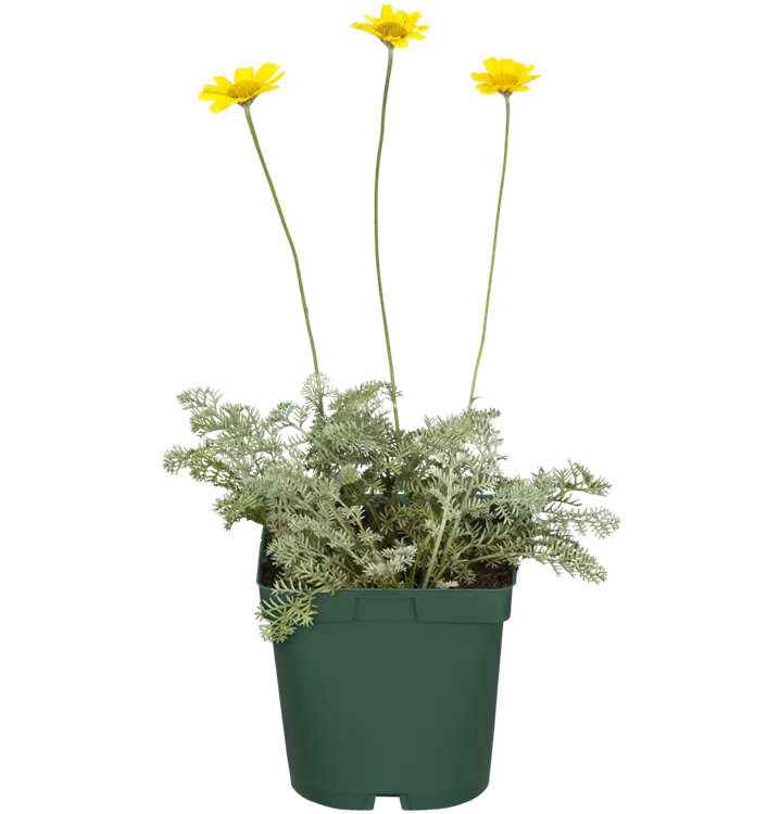 Färberkamille - Anthemis tinctoria