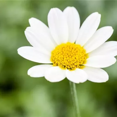 Topfgrösse 1 Liter - Anthemis tinctoria CH-Oekotyp