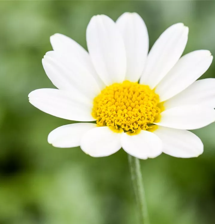 Anthemis tinctoria CH-Oekotyp