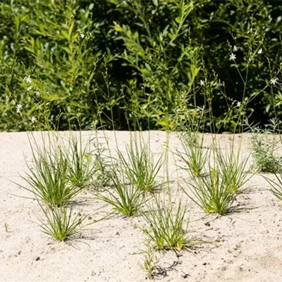 Topfgrösse 0.5 Liter - Graslilie - Anthericum liliago