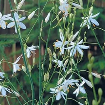 Topfgrösse 0.5 Liter - Ästige Graslilie - Anthericum ramosum