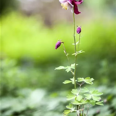 Topfgrösse 0.5 Liter - Akelei - Aquilegia caerulea 'Red Hobbit'