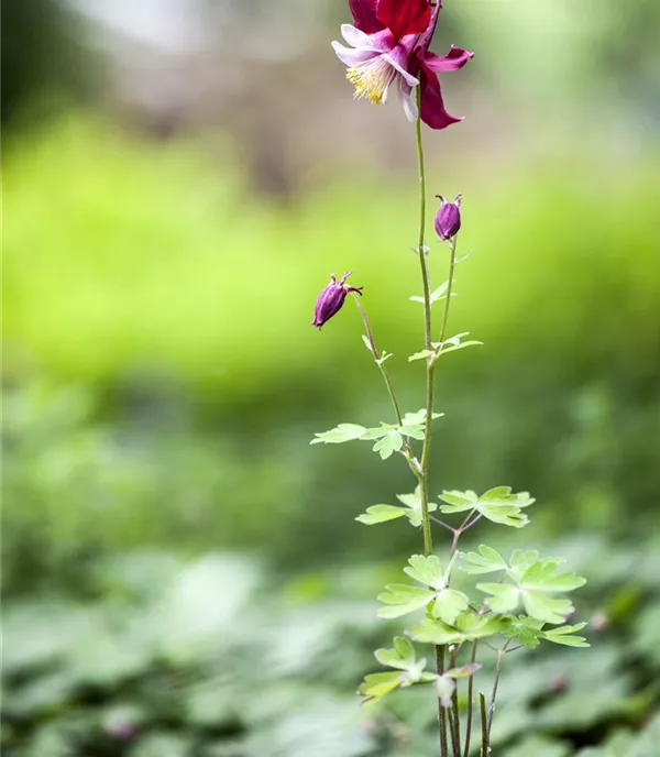 Aquilegia caerulea 'Red Hobbit'