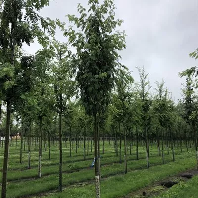 Container 70 - 80 - Speierling - Sorbus domestica