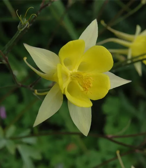 Aquilegia chrysantha 'Yellow Queen'