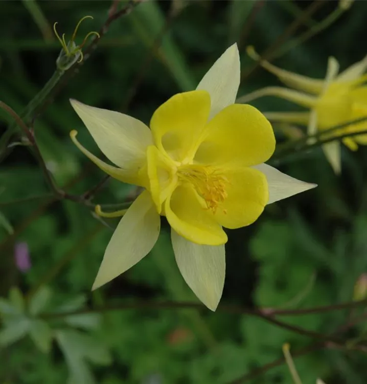 Akelei - Aquilegia chrysantha 'Yellow Queen'