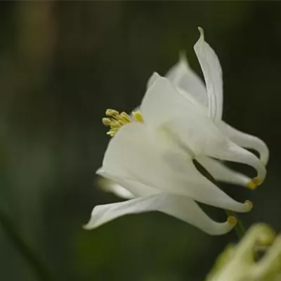 Topfgrösse 0.5 Liter - Akelei - Aquilegia vulgaris 'Alba'