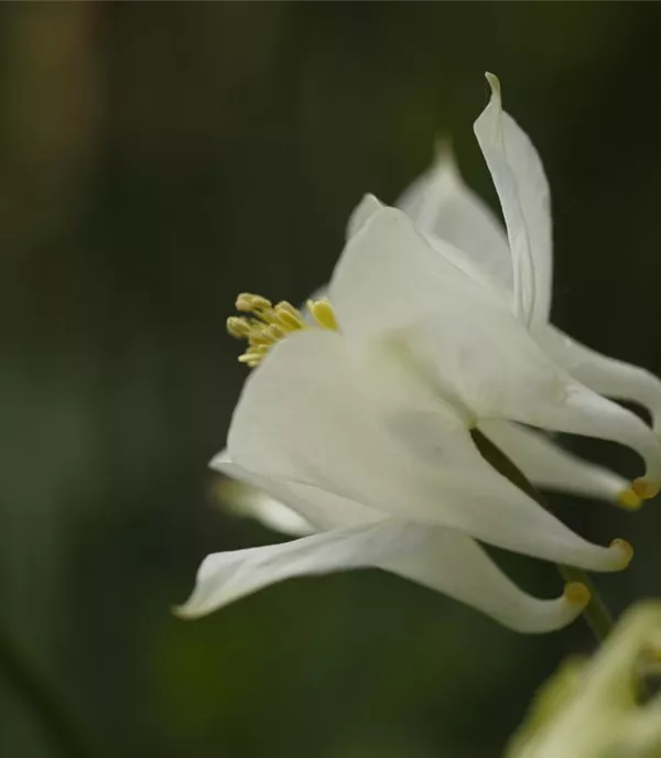 Aquilegia vulgaris 'Alba'