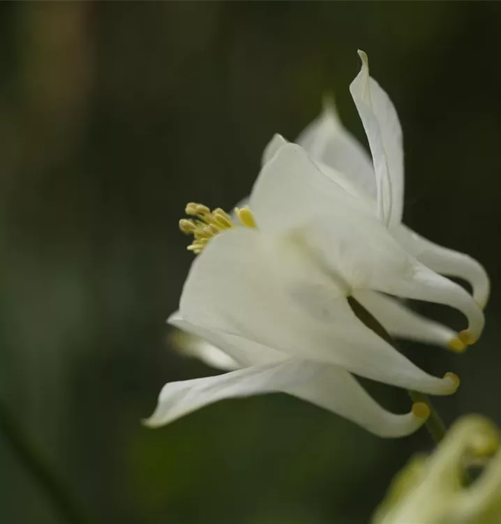 Akelei - Aquilegia vulgaris 'Alba'