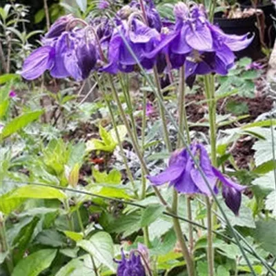 Topfgrösse 0.5 Liter - Alpen-Akelei - Aquilegia alpina