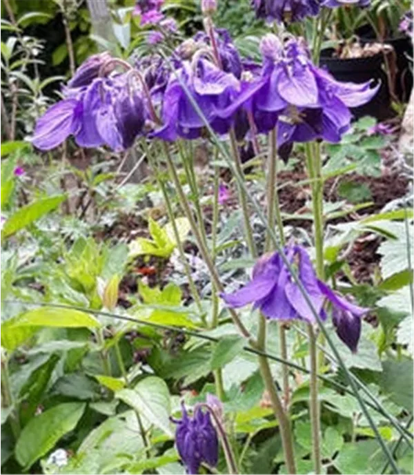 Aquilegia alpina