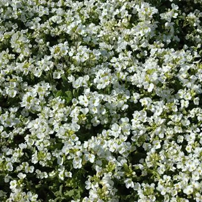 Topfgrösse 0.5 Liter - Gänsekresse - Arabis caucasica 'Plena'