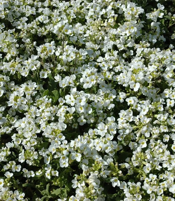 Arabis caucasica 'Plena'