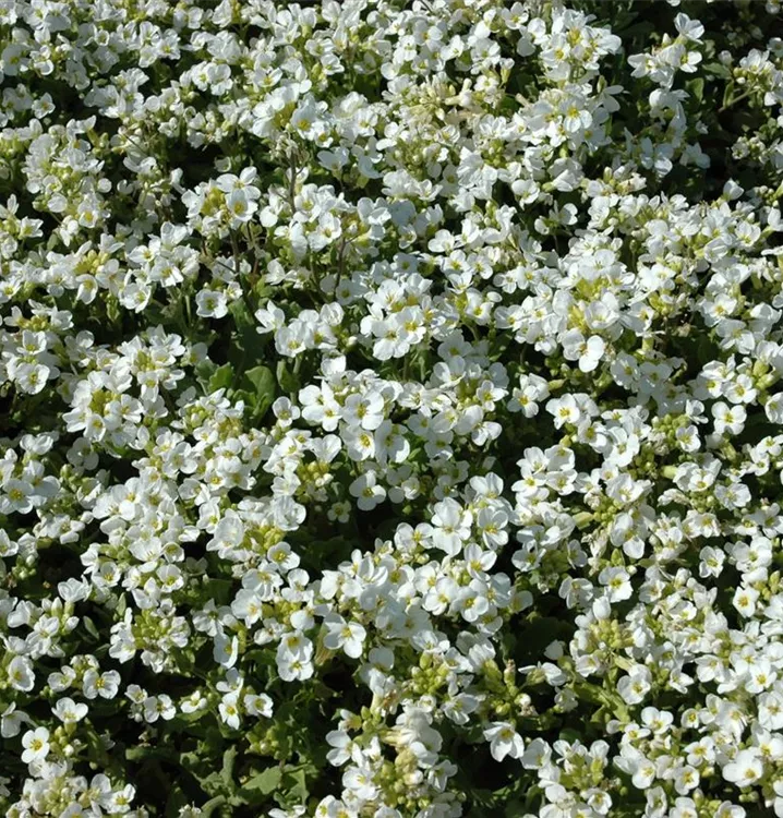 Gänsekresse - Arabis caucasica 'Plena'