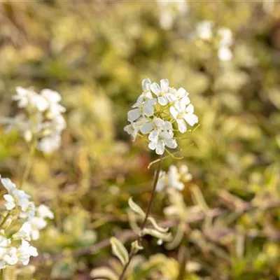 Topfgrösse 0.5 Liter - Gänsekresse - Arabis ferdinandi-coburgii 'Variegata'