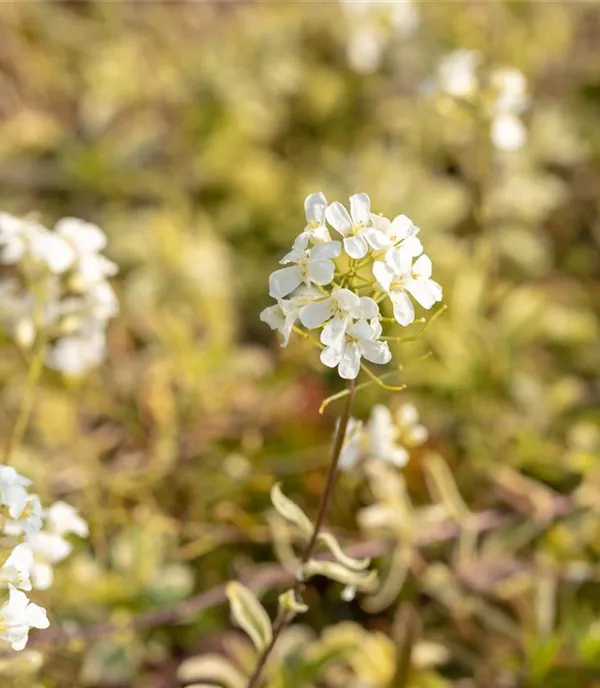 Arabis ferdinandi-coburgii 'Variegata'