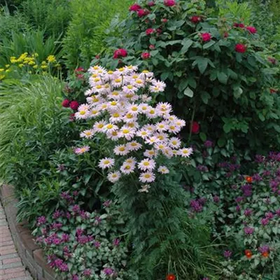 Topfgrösse 1 Liter - Junimargerite - Tanacetum (Coccineum-Gruppe) 'Robinson's Rose'