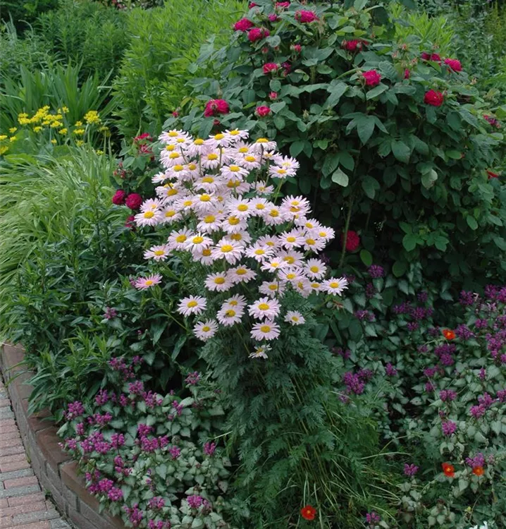 Junimargerite - Tanacetum (Coccineum-Gruppe) 'Robinson's Rose'