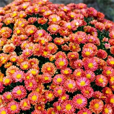 Topfgrösse 1 Liter - Junimargerite - Tanacetum (Coccineum-Gruppe) 'Robinson's Red'