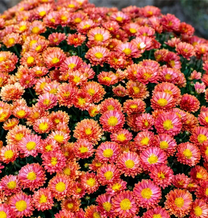 Junimargerite - Tanacetum (Coccineum-Gruppe) 'Robinson's Red'