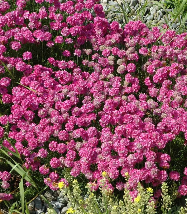 Armeria maritima 'Düsseldorfer Stolz'