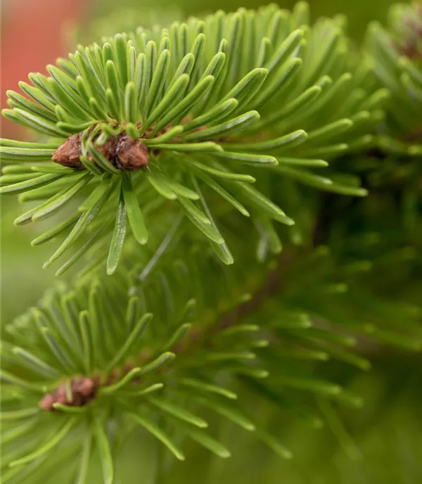 Abies nordmanniana