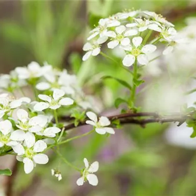 im Container 30 - 40 - Spierstrauch - Spiraea decumbens