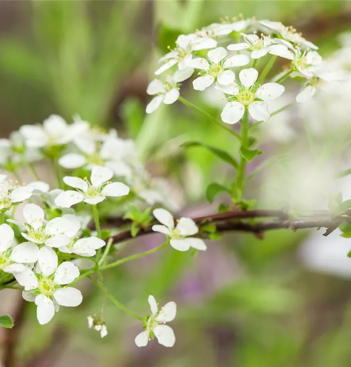 Spierstrauch - Spiraea decumbens