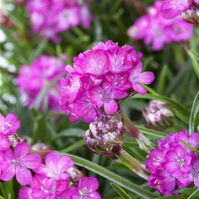 Topfgrösse 0.5 Liter - Grasnelke - Armeria maritima 'Frühlingszauber'