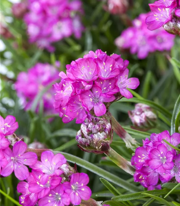 Armeria maritima 'Frühlingszauber'